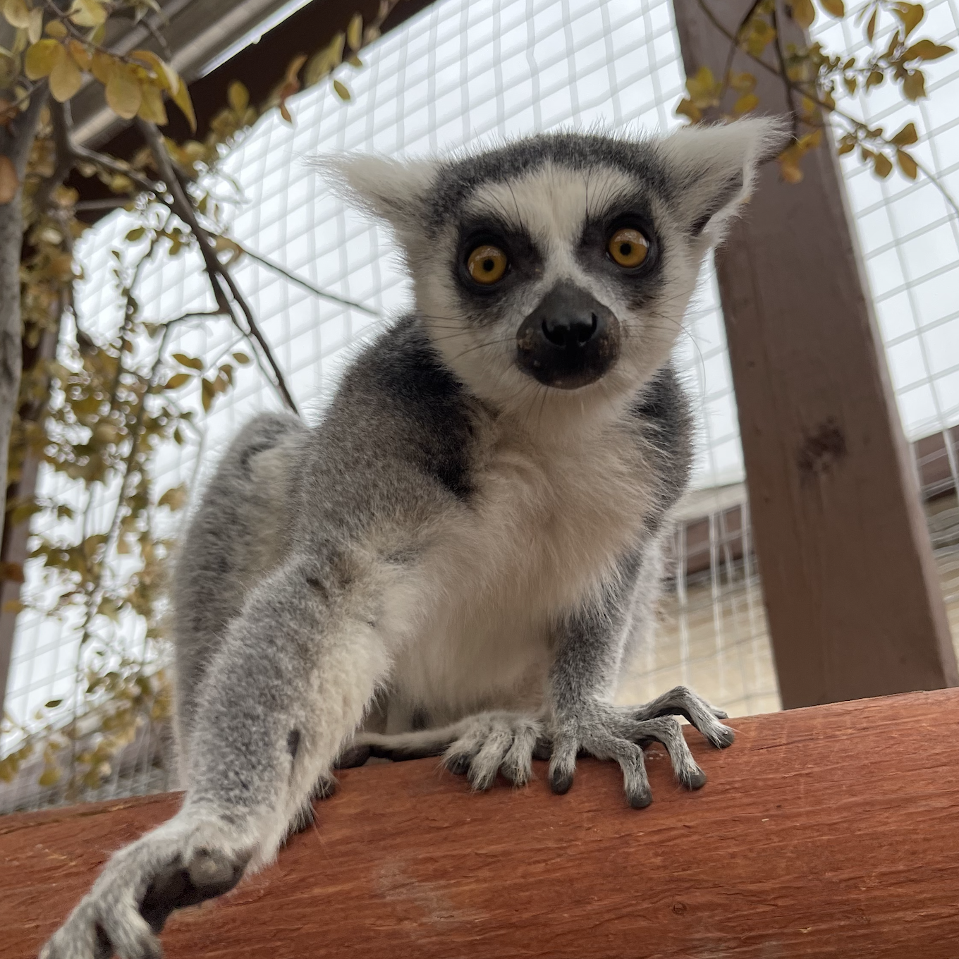 ringtailed lemur el paso, texas